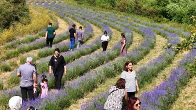 Lavanta bahçesi fotoğraf tutkunlarının uğrak noktası oldu