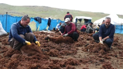 "El birliğiyle yaklaşık 4 bine yakın kuzuyu kırktık"