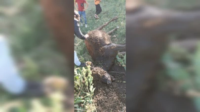 Yayla kavgasında 1 kişi yaralandı