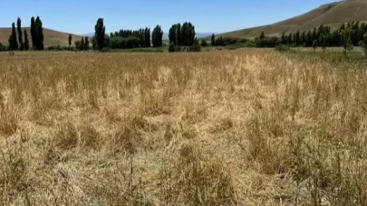 Yaban domuzları ekili araziyi talan etti