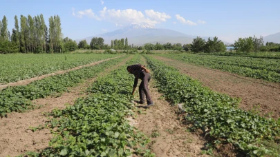 Iğdır'da karpuz beklentisi yüksek