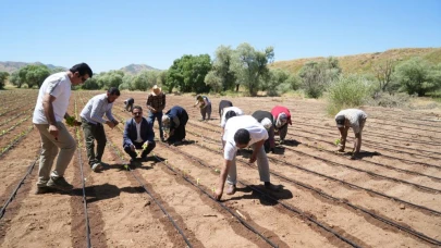 Hasadı eylülde yapılacak olan tütün ekimi başladı