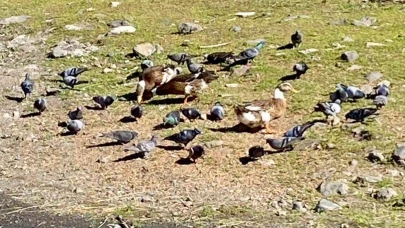 Güvercinlerle ördeklerin uyumu