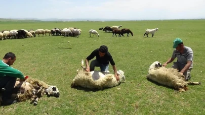 Yaylalarda koyun kırkma sezonu başladı