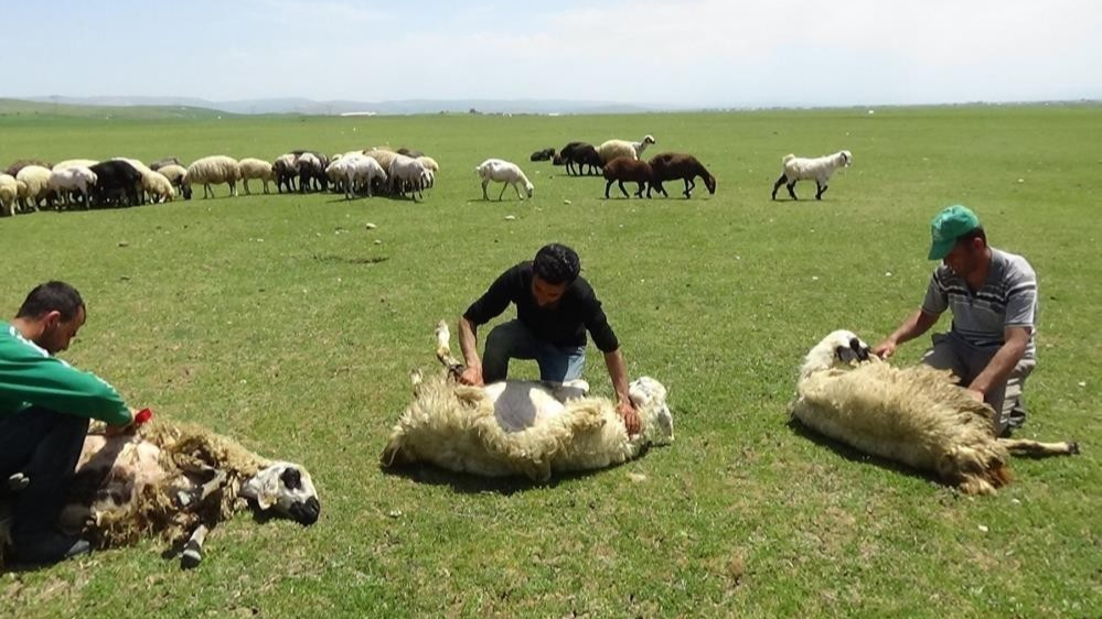 Yaylalarda koyun kırkma sezonu başladı