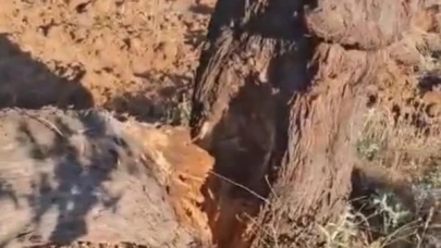 Elazığ’da fırtına ağacı ikiye böldü