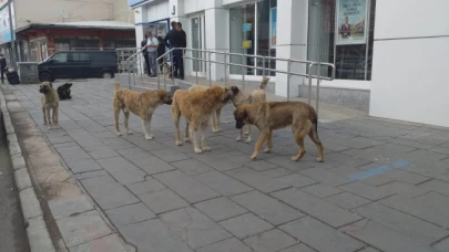 Sahipsiz sokak hayvanları toplama hizmeti alınacak