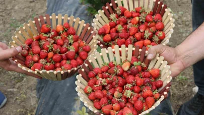 Ağrı tarımında yeni nefes: Çilek yetiştiriciliği büyüyor