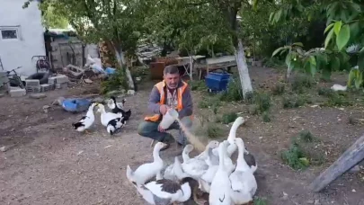 Kazlarını özenle besliyor