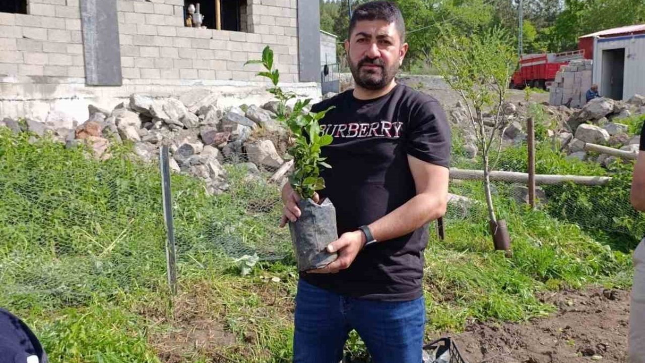 Ardahan’da ilk defa çay ekildi