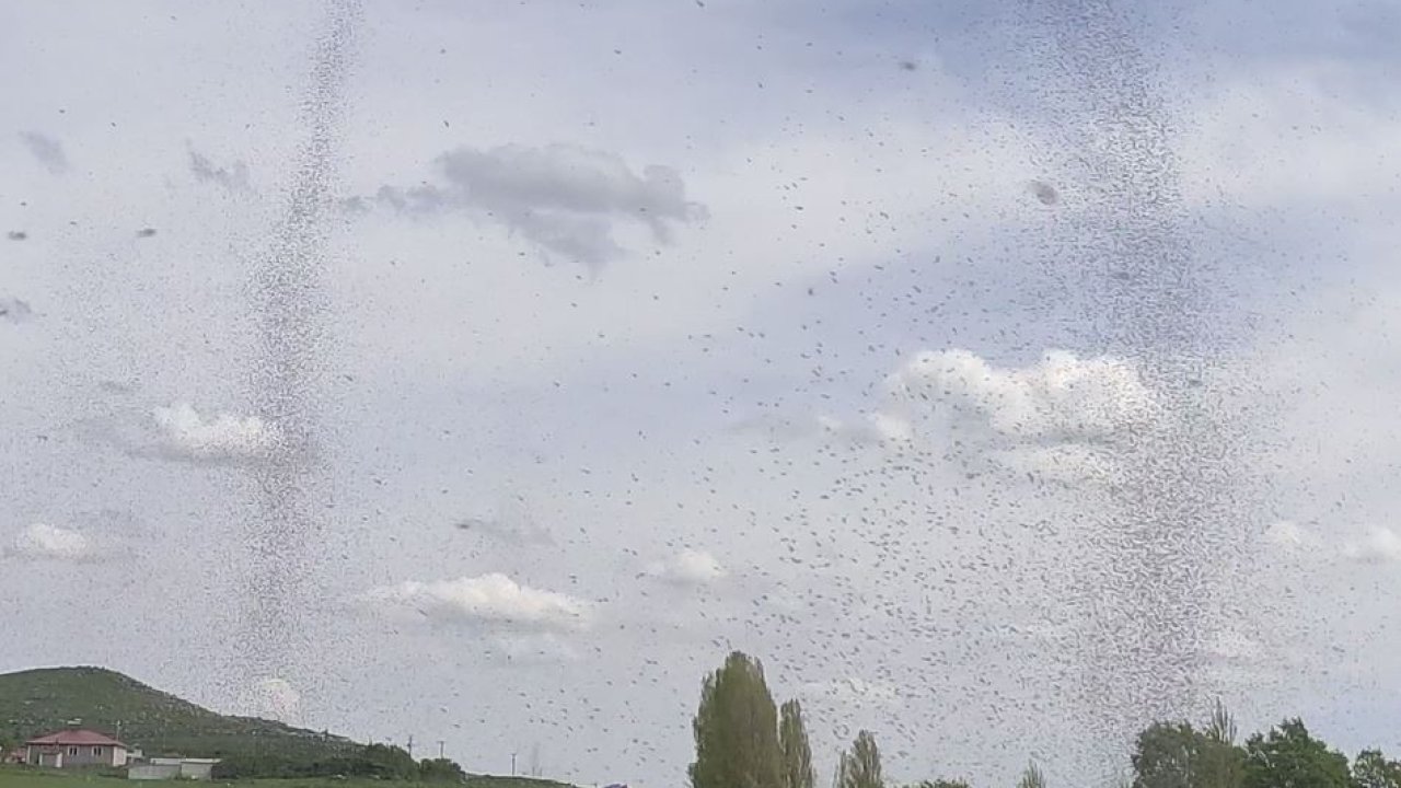 Çıldır'da göl sineği istilası