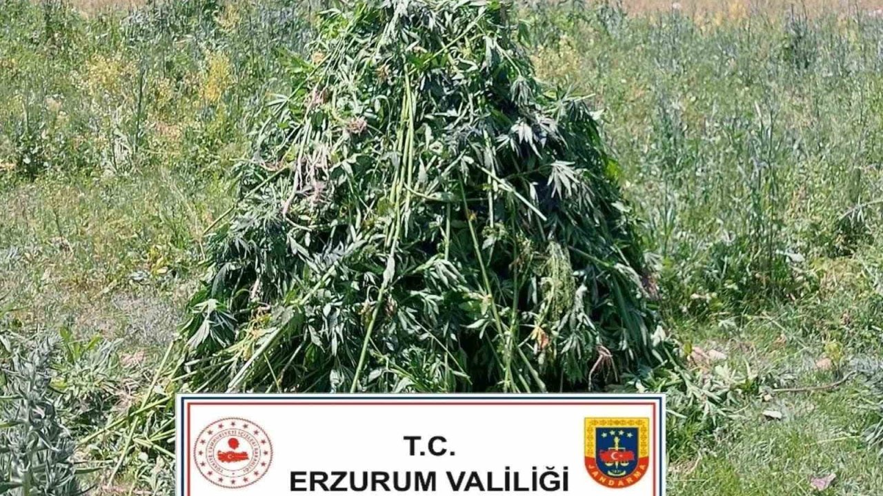 Erzurum’da 867 kök kenevir bitkisi ele geçirildi