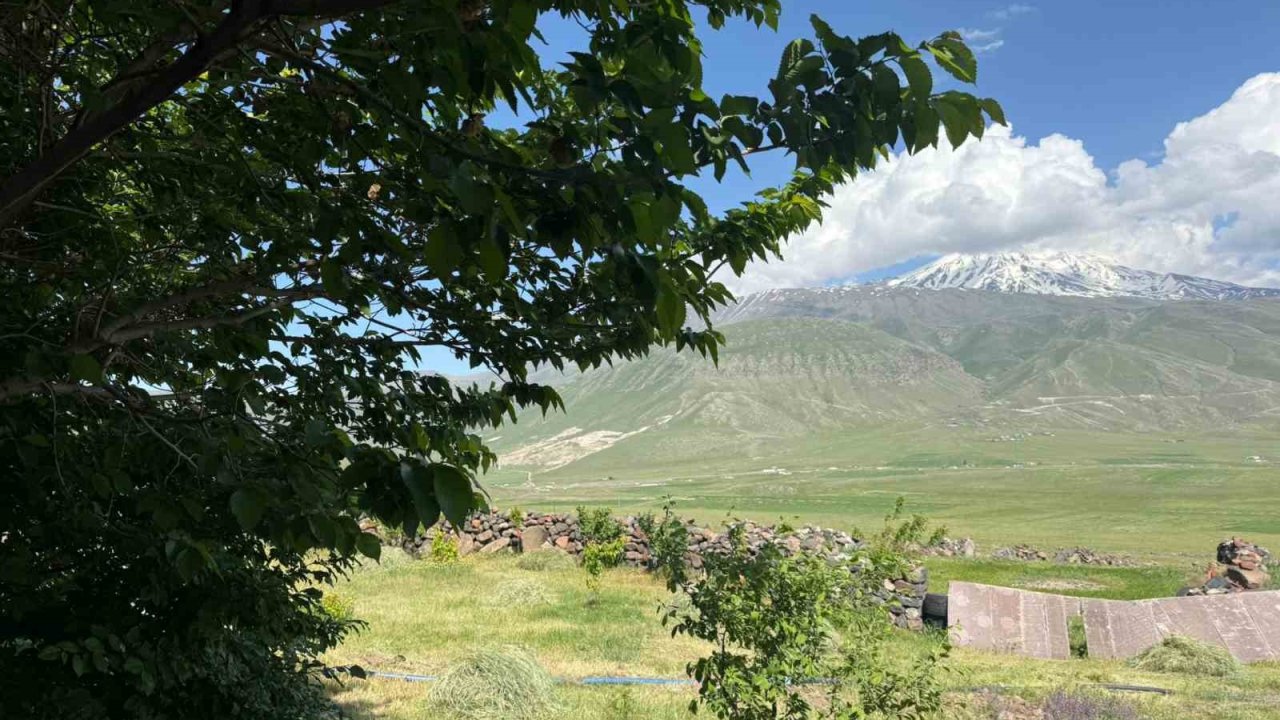 Iğdır’da çorak arazi yeşile büründü