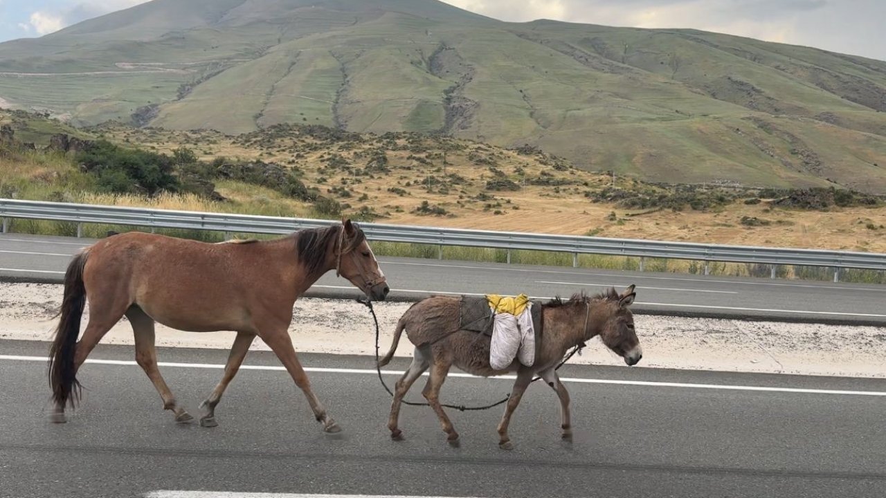 Sürüden ayrılan at ve eşek trafiği tehlikeye düşürdü