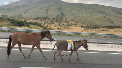 Sürüden ayrılan at ve eşek trafiği tehlikeye düşürdü