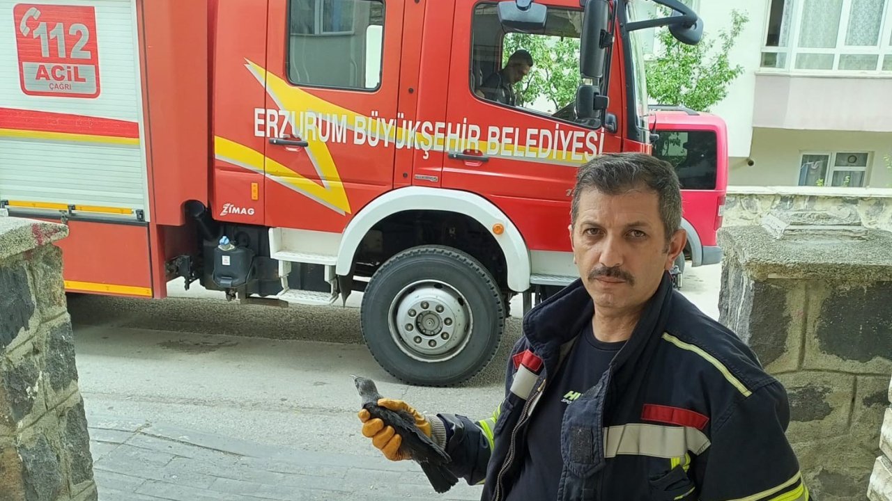 Mahsur kalan karga yavrusu kurtarıldı