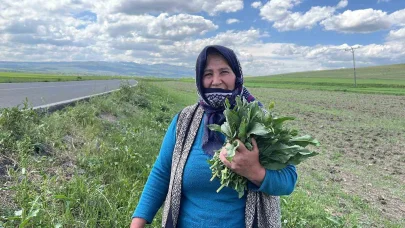 Kars'ta kadınların ‘evelik’ toplama mesaisi başladı