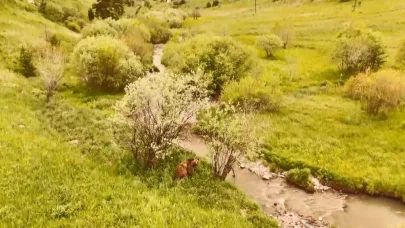 Kars’ta doğada dolaşan boz ayı havadan görüntülendi