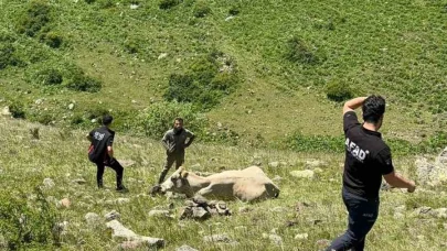 Kayalıklarda mahsur kalan inek kurtarıldı
