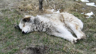 Kars’ta 3810 adet sahipsiz sokak köpeği olduğu ortaya çıktı