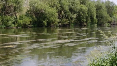 Kars Çayı yosunla kaplandı