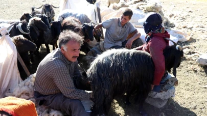 Erkekler yaylada koyun sağımı yapıyor