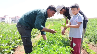 Şehir merkezine 150 dönüm sebze ekti