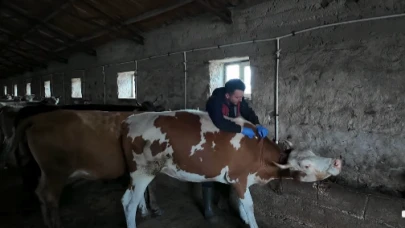 Kars’ta şap hastalığına karşı aşılama