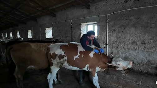 Kars’ta şap hastalığına karşı aşılama