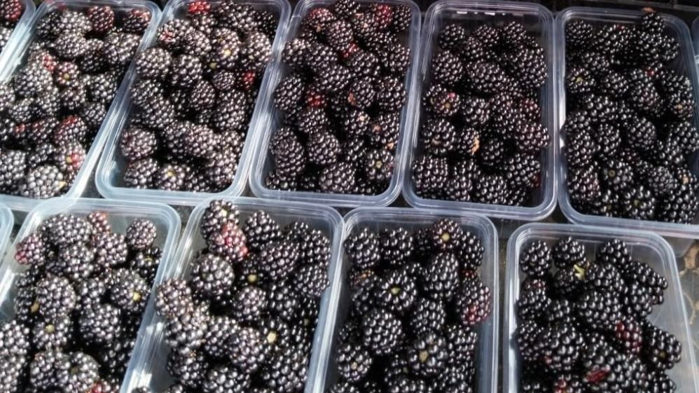 "Kansere karşı böğürtlen tüketin"
