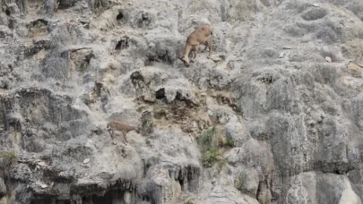 Dağ keçileri sarp kayalıklarda görüntülendi