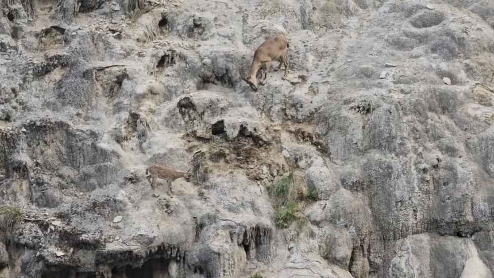 Dağ keçileri sarp kayalıklarda görüntülendi