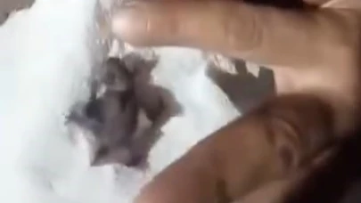 Evinin önünde bulduğu yavru yarasayı ekiplere teslim etti