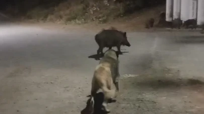 Yaban domuzları şehre indi