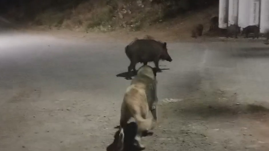 Yaban domuzları şehre indi