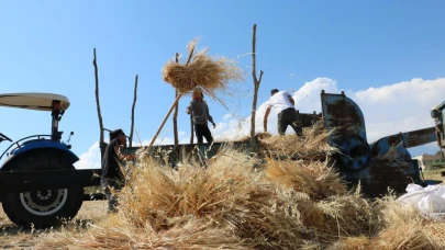 Hububat tarlalarında hasat zamanı