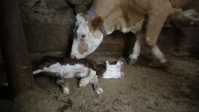 Çift başlı doğan buzağı görenleri şaşırttı