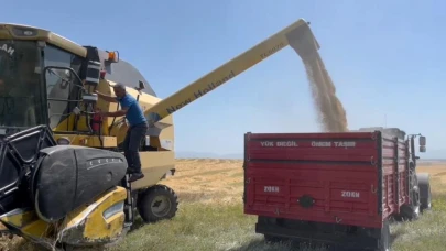 Ata tohumu çiftçinin yüzünü güldürdü