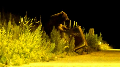 Bozayılar, çöp konteynerlerinde yiyecek ararken görüntülendi