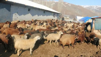 Koyunculuk kredisi 1 milyon 200 bin liraya yükseltildi