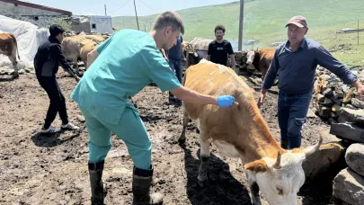 Ardahan'da, şap hastalığıyla mücadele sürüyor