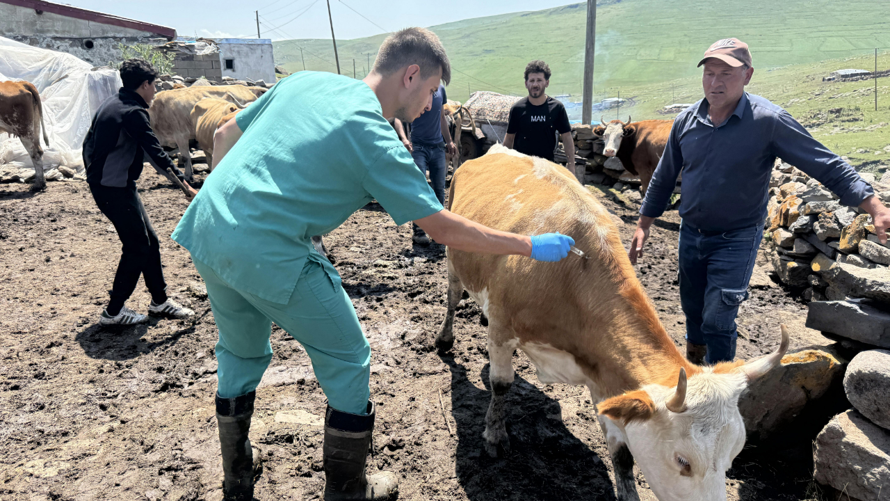 Ardahan'da, şap hastalığıyla mücadele sürüyor
