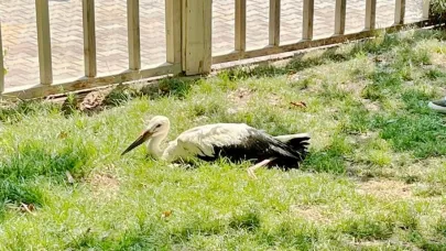 Uçamayan yavru leylek, koruma altına alındı