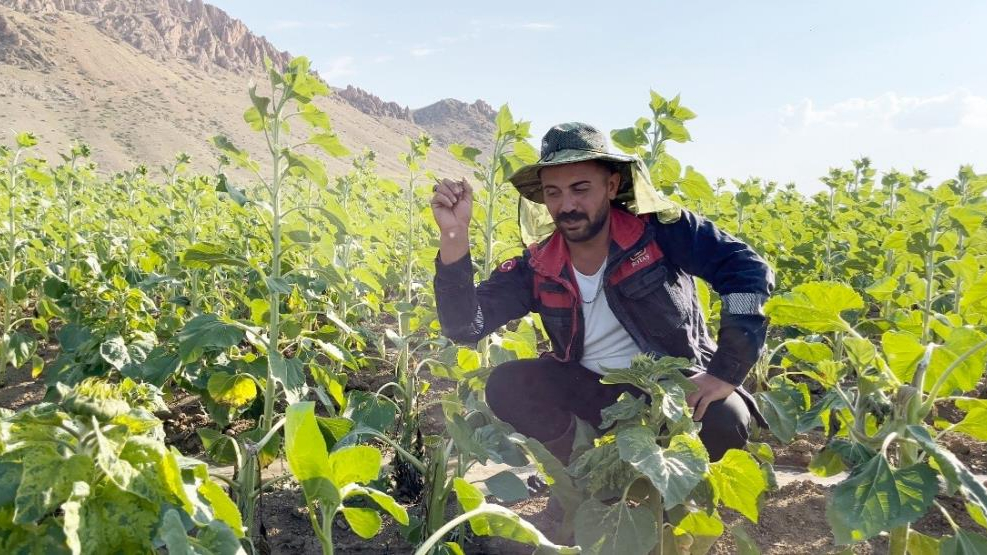 Ayılar, ayçiçeği tarlalarını talan etti