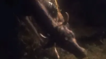 Kayalıktan düşen inek kurtarıldı