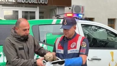 Ardahan’da yaralı kızıl şahin korumaya alındı