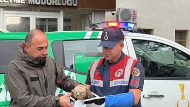 Ardahan’da yaralı kızıl şahin korumaya alındı