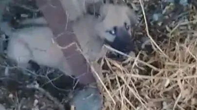 Kafasını tel örgülere sıkıştıran yavru köpeği vatandaşlar kurtardı