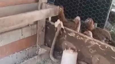 Yılan civcivi telef etti