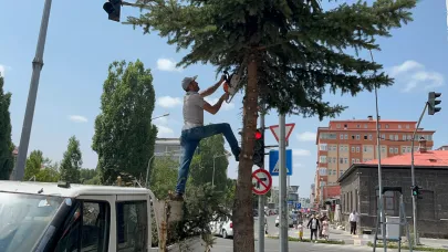 Kars’ta ağaçlar budanıyor